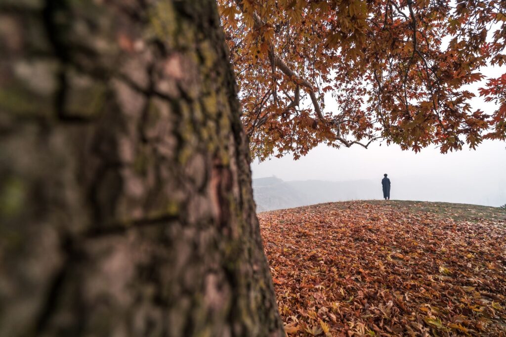 Homeowner inspecting a backyard tree in autumn