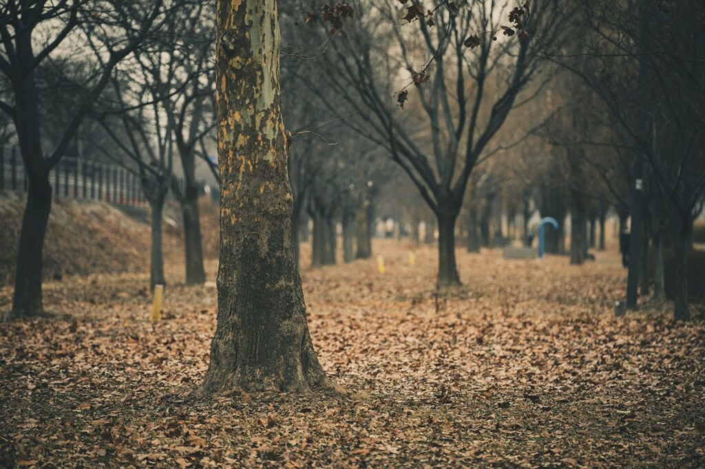Bare ground beneath a large shade tree in autumn