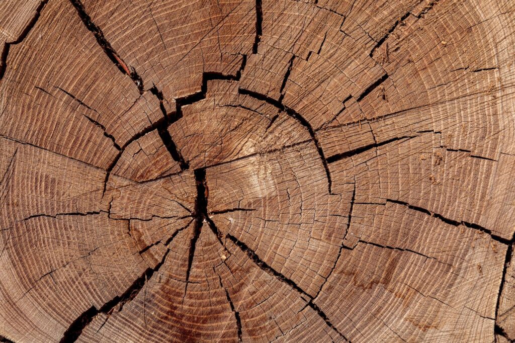 Growth rings on a freshly cut tree stump