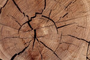 Growth rings on a freshly cut tree stump