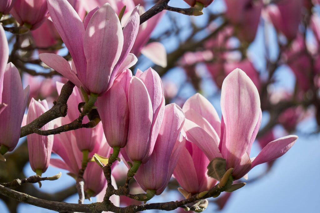 Star magnolia in full bloom in a suburban yard