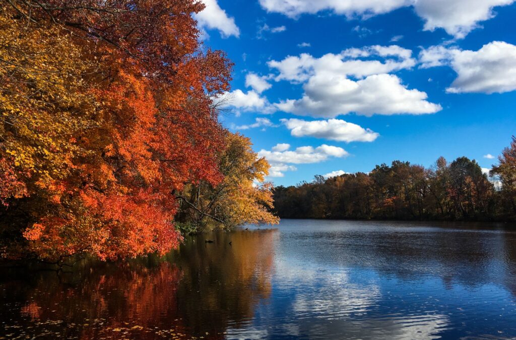An autumn forest scene in New Jersey during the fall deer rutting season.