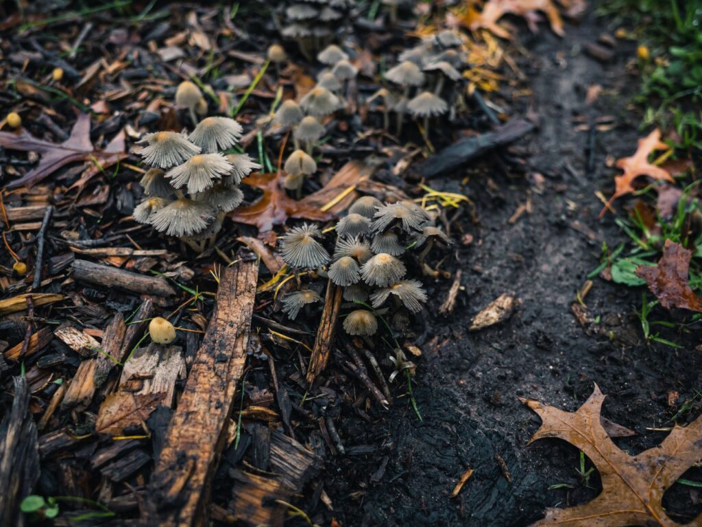 Decomposing leaf litter on the soil under a tree