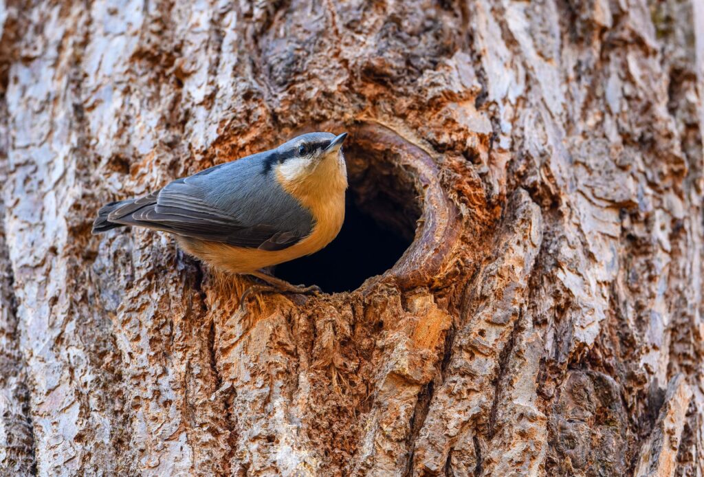 Large hollow cavity in the trunk of a mature tree