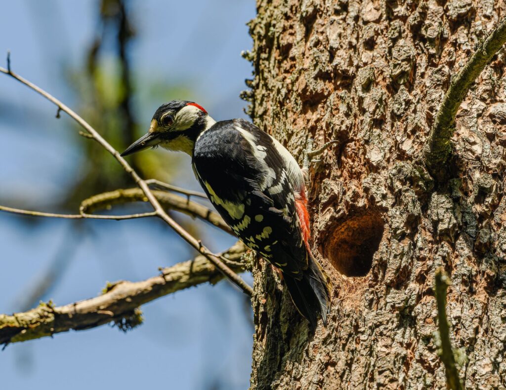 Woodpecker perched at a nest cavity in a tree trunk