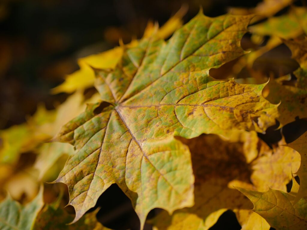 Close up of maple leaves with yellow tissue and green veins showing chlorosis