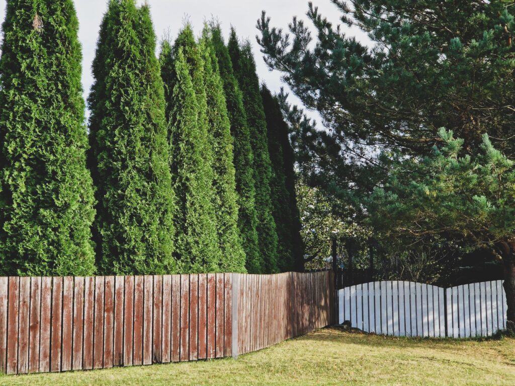 Certified arborist helping plant a young tree in a residential yard