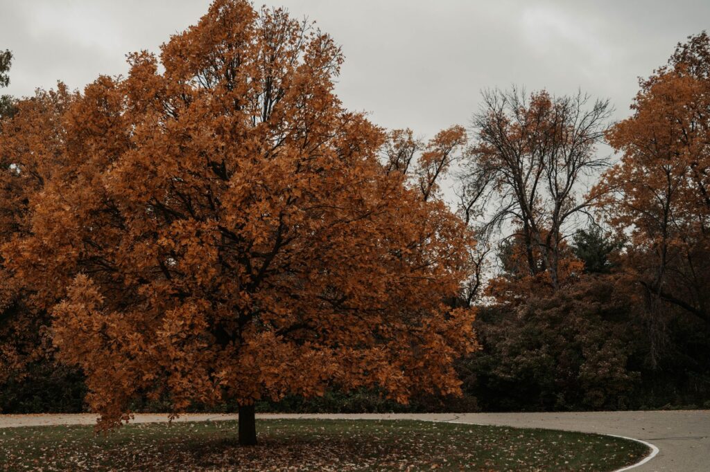Street tree with a V-shaped notch pruned for utility line clearance