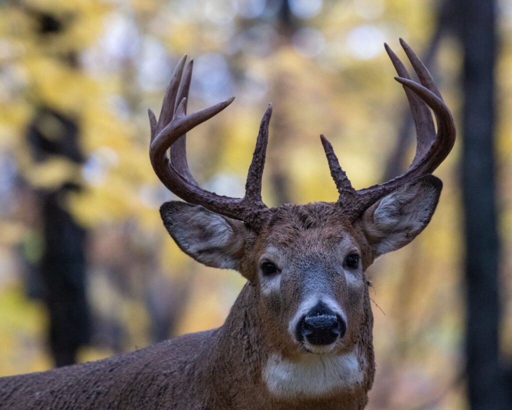 A white-tailed buck with antlers in a wooded autumn setting, representing the fall deer rub season that threatens young trees.