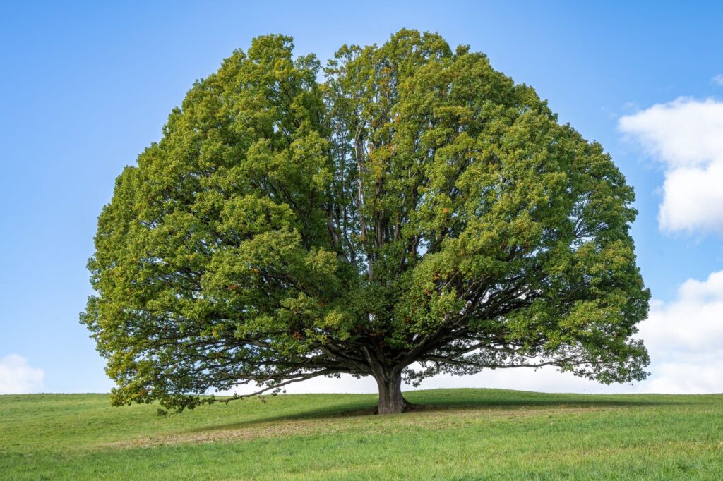 Certified arborist assessing a mature tree near a house