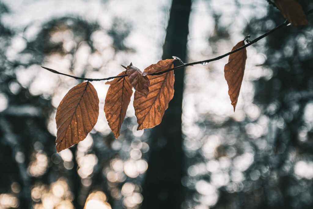 Tree branch with dieback and brown leaves