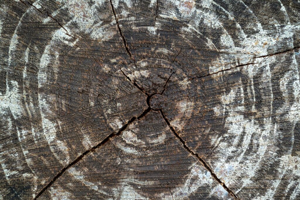Tree cross section showing an old healed wound scar