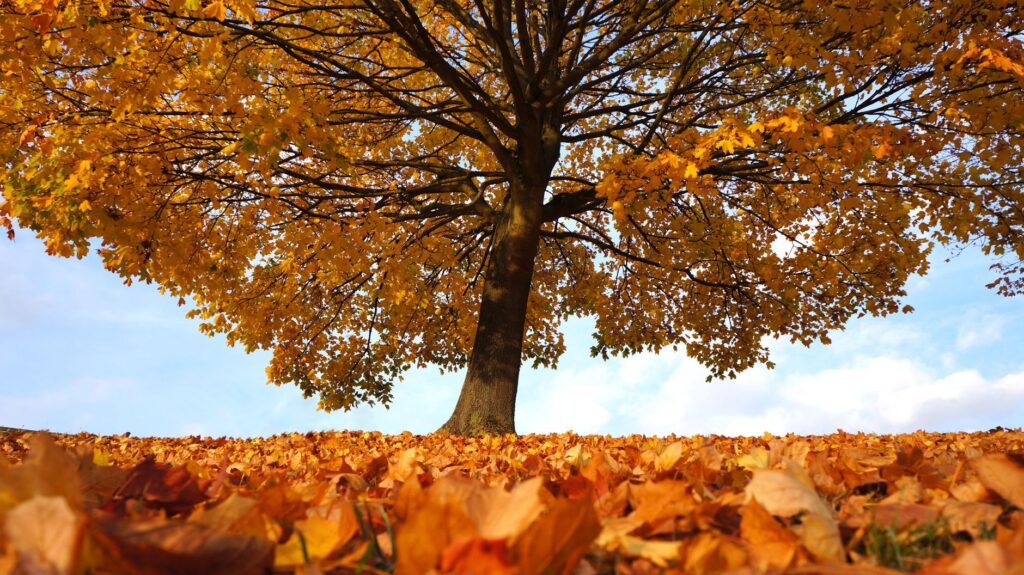Mature autumn tree beside a Middletown home