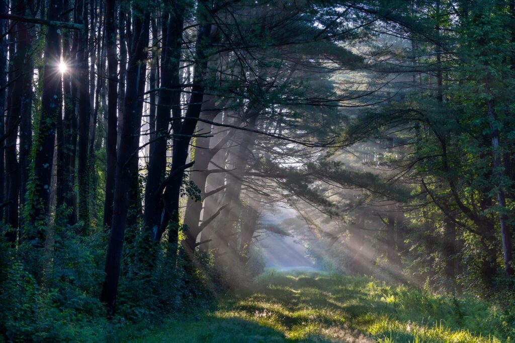 White pine trees near the New Jersey coast