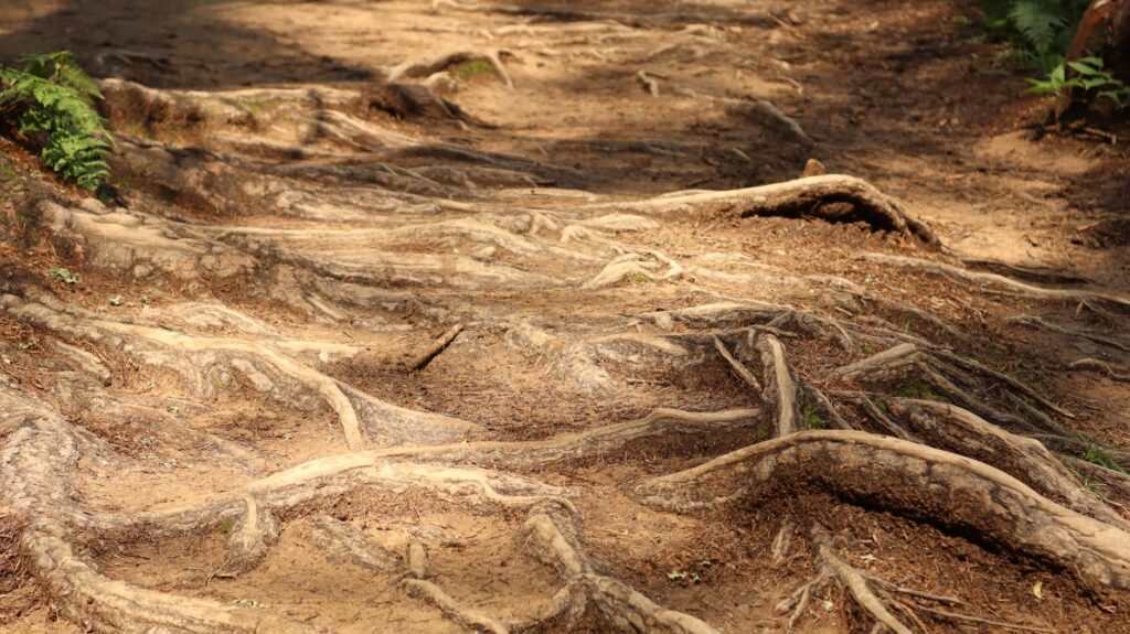 Tree roots spreading through soil and leaf litter on a forest floor in autumn