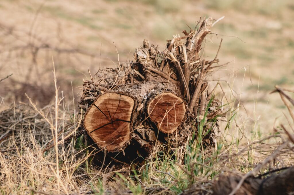 Stump with narrow and wide growth rings showing drought years