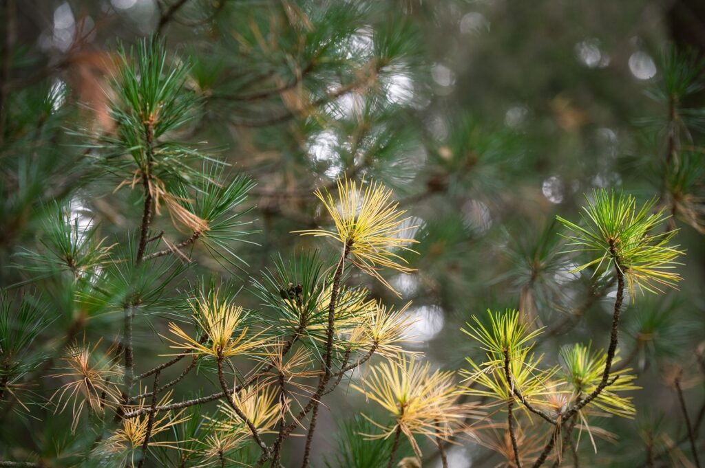 White pine with yellowing inner needles in autumn