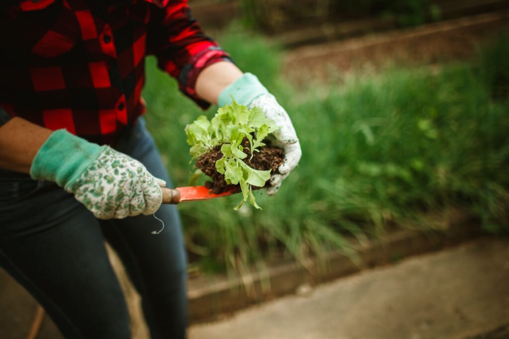 Planting small groundcover plugs with a hand trowel