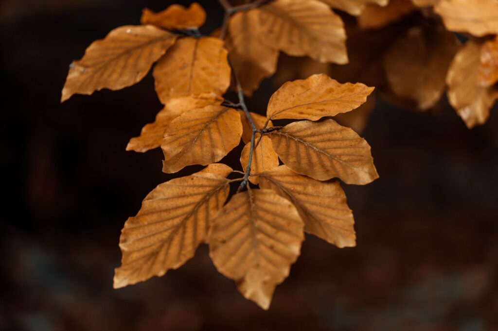 Beech tree holding tan dead leaves in winter woods