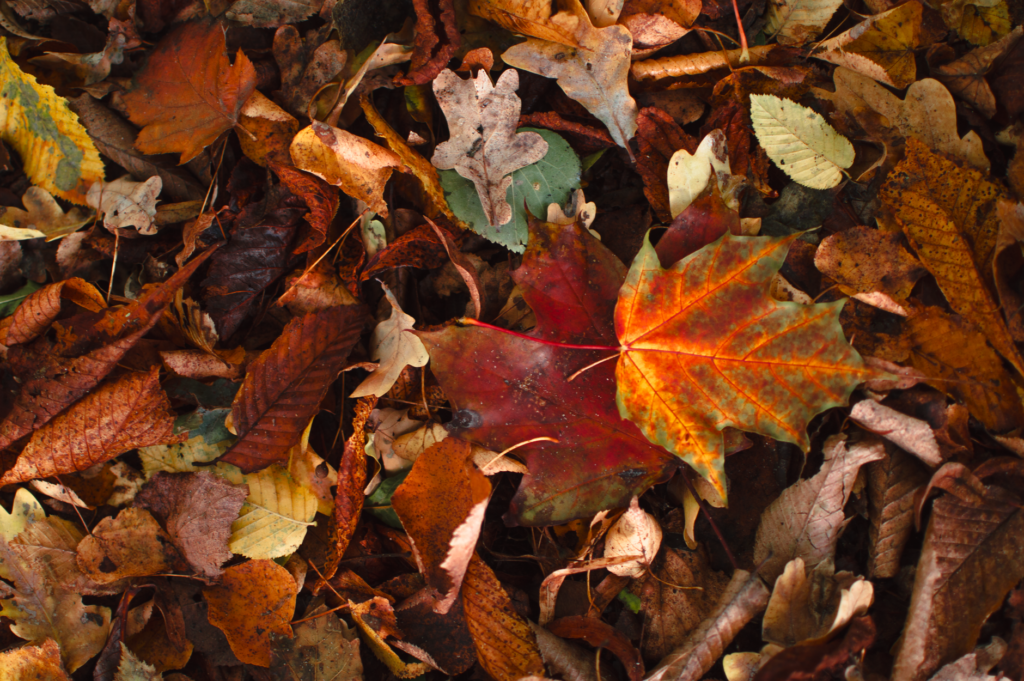 Shredded leaves spread as mulch around a shrub bed
