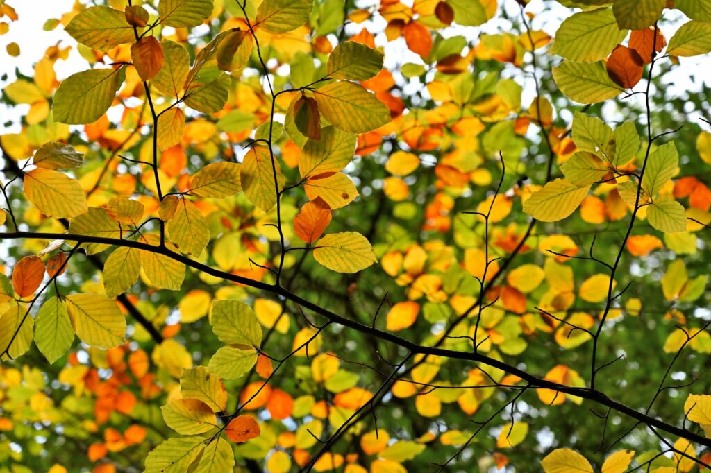 Homeowner looking up at bare branches of an ornamental tree in autumn