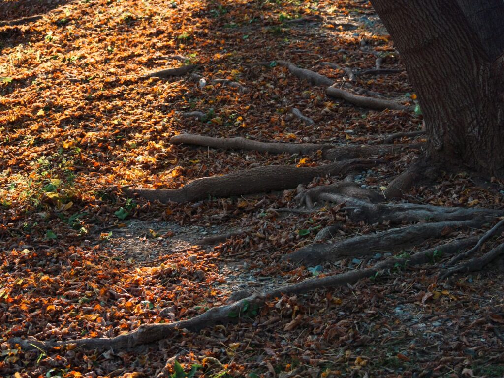 Base of a tree trunk with root flare visible and leaves raked back