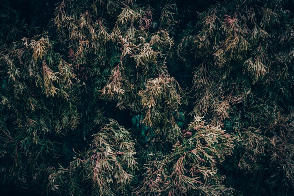 Conifer branch showing browning needles