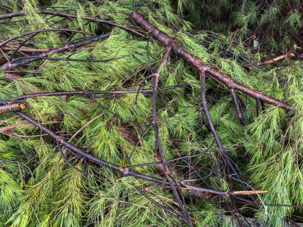 Pine needles gathered as mulch under a tree