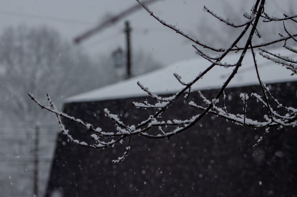 Wet snow weighing down branches that still hold autumn leaves