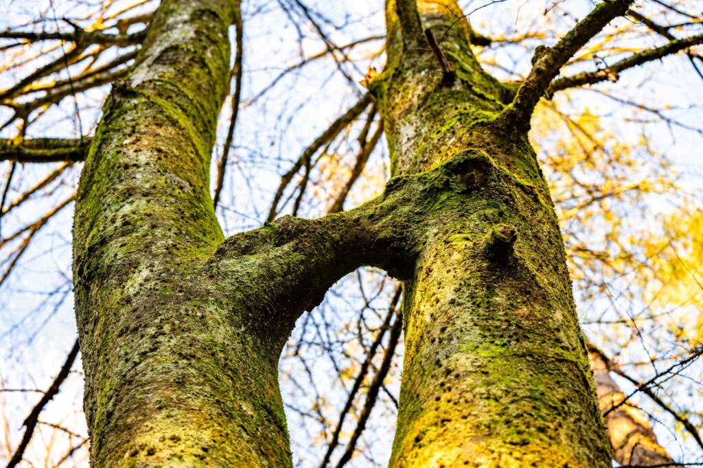 A tree trunk splitting into two similar-sized stems at a tight V-shaped union