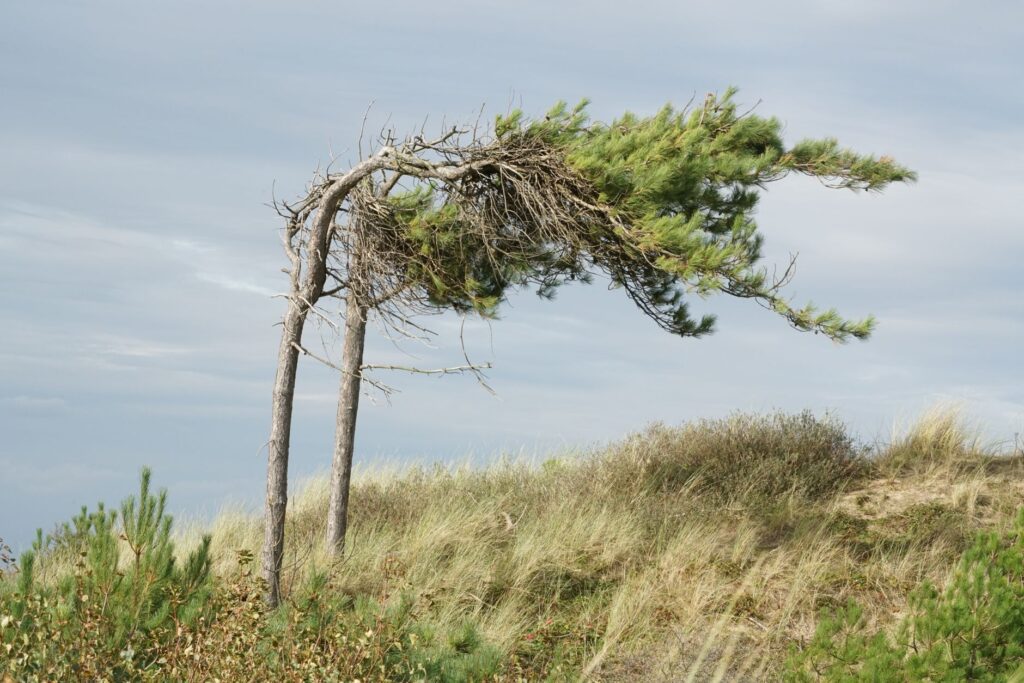Trees bending in strong nor'easter wind along the New Jersey coast