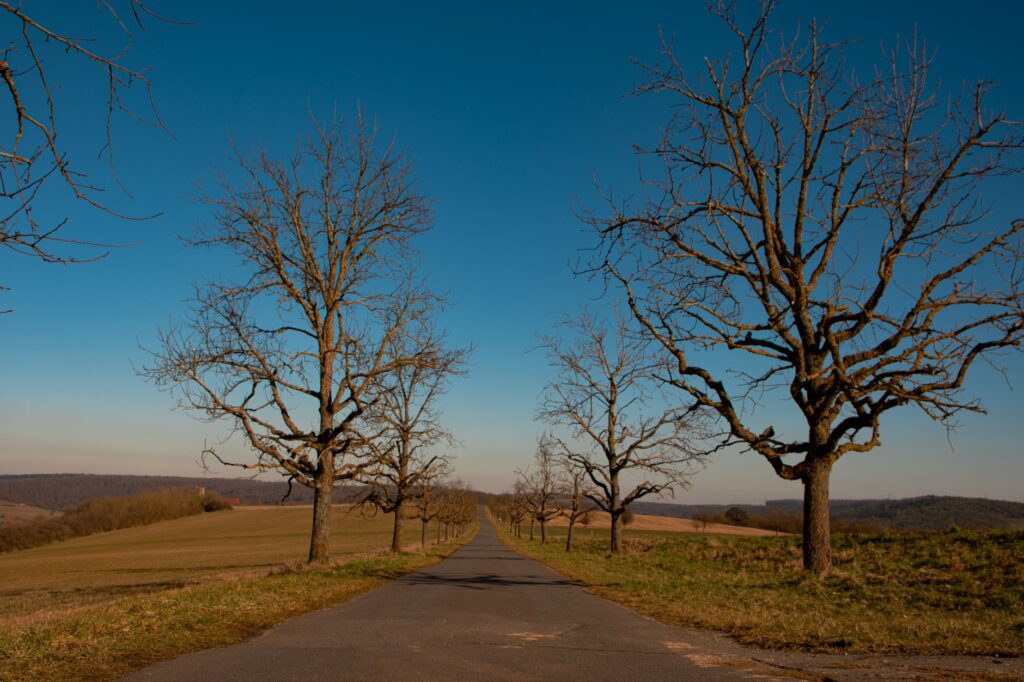 A heavily topped tree showing stubs and weak regrowth from poor pruning