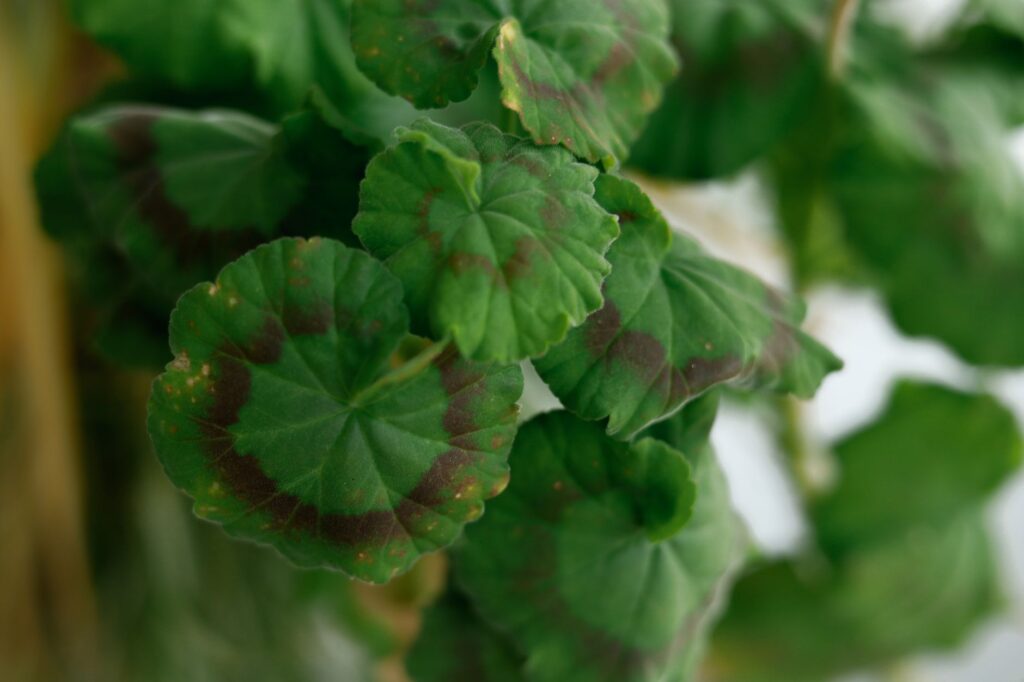Close view of spotted diseased leaves fallen from a tree