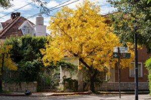 Large mature oak tree beside a suburban home in autumn