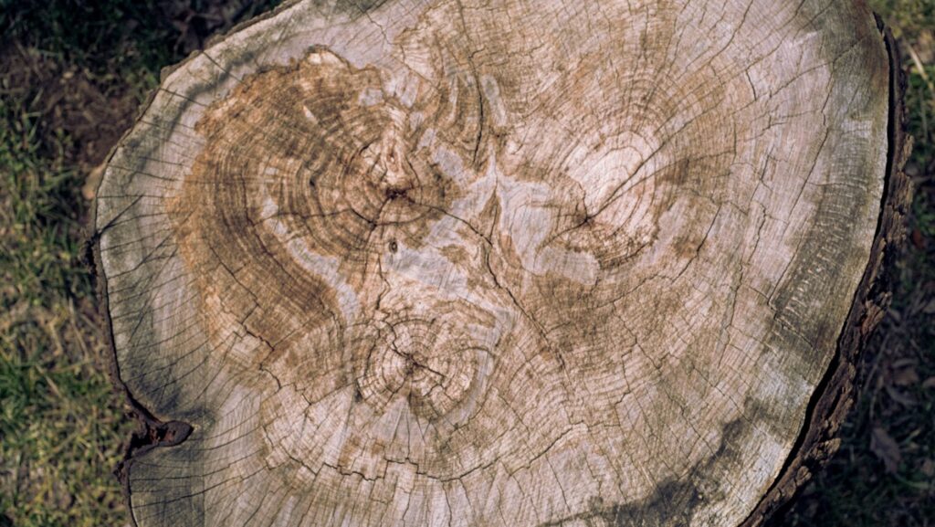 Cross section of a trunk showing earlywood and latewood bands