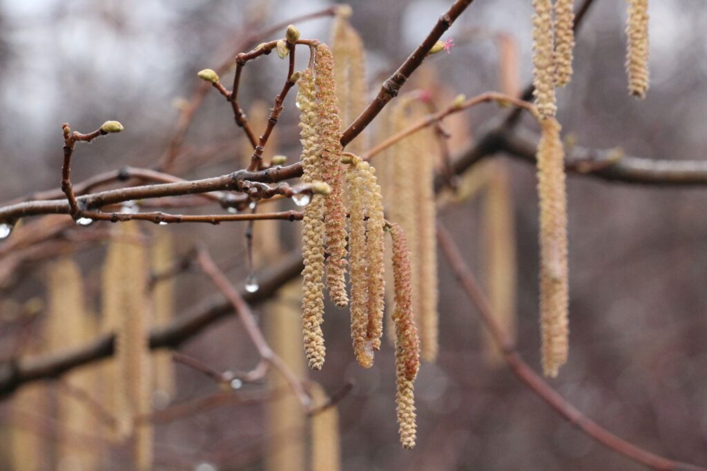 Oak catkins in spring on a branch