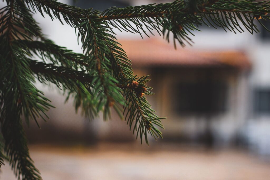 Close view of pine branch with older needles turning brown