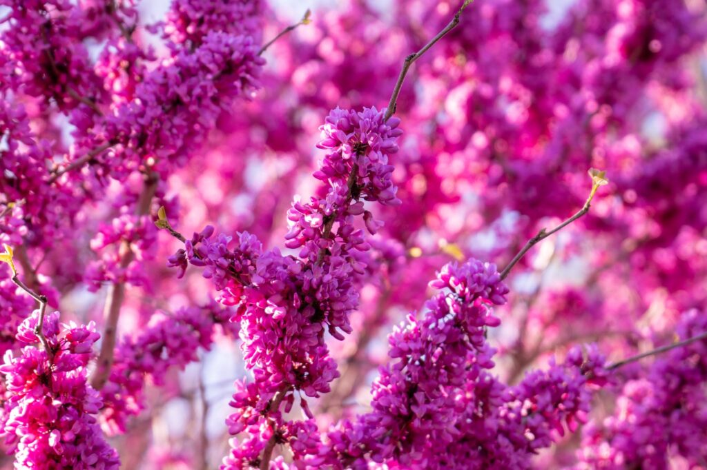 Close-up of flower buds on an eastern redbud branch