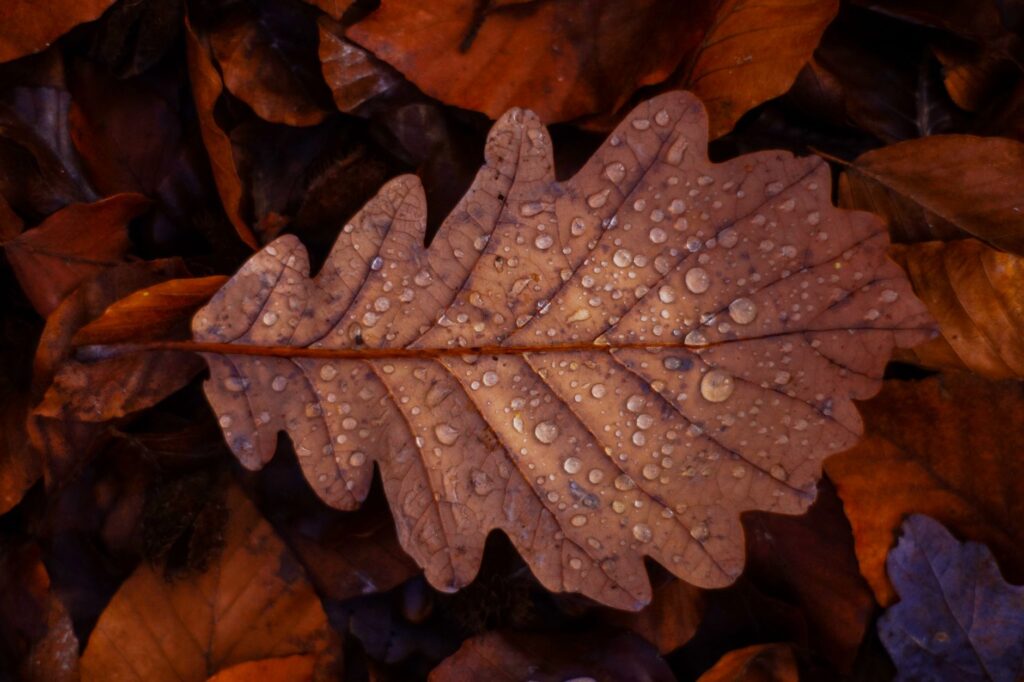 Large oak tree in autumn rain