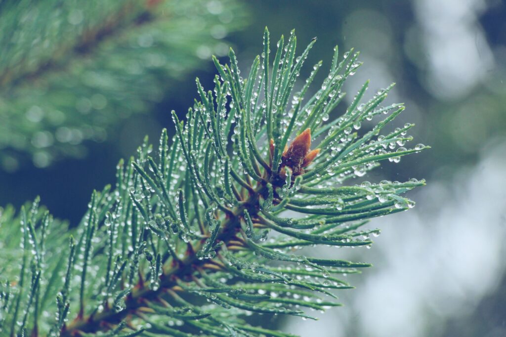 Raindrops on white pine branches