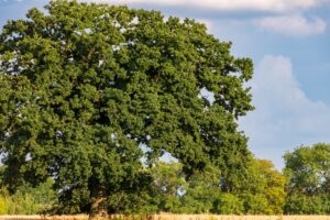 Arborist reviewing documents next to a large oak in a residential yard