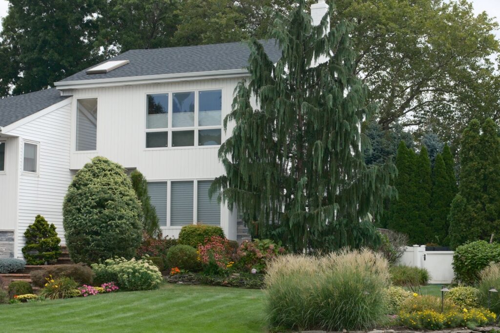 Homeowner planning where to plant a tree in a suburban yard