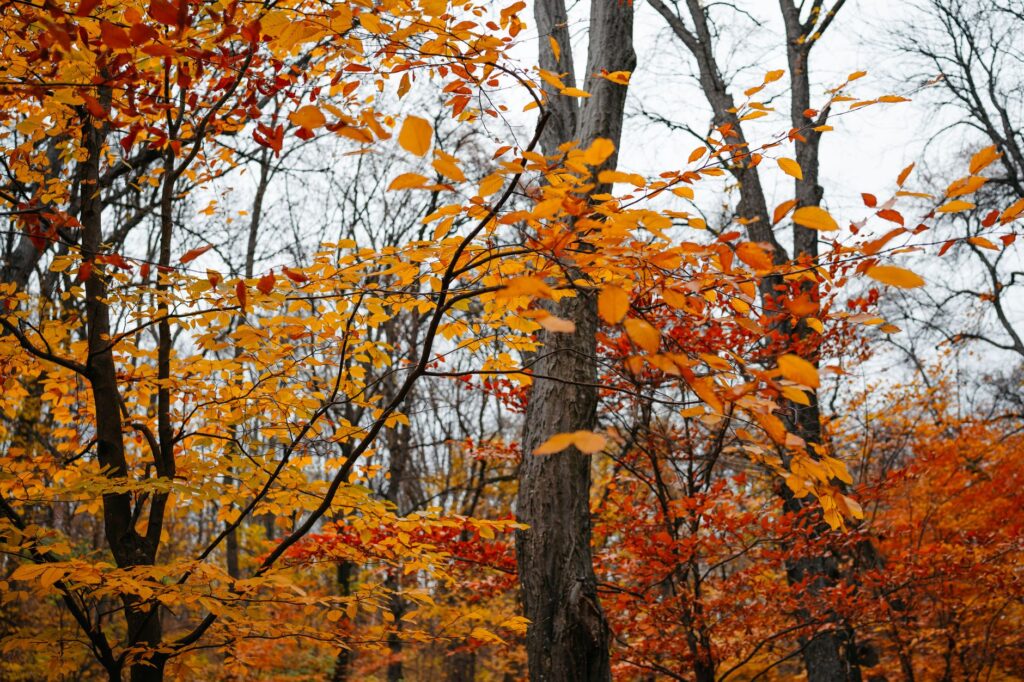 Homeowner studying the branches of a tree during a late October inspection