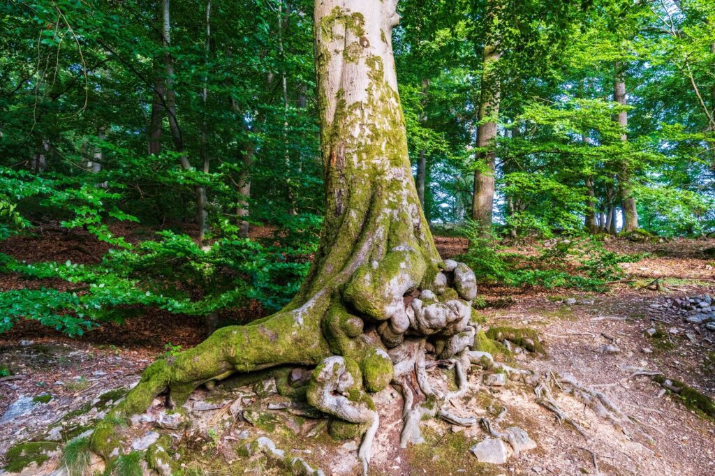 Arborist inspecting the base and roots of a mature tree