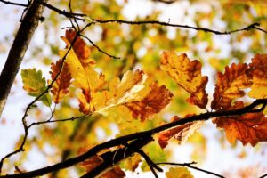 Backyard tree with fall leaves in autumn