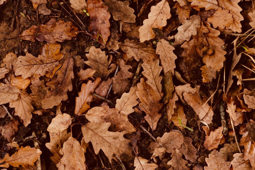 Leaf litter under an oak tree in a Middletown yard