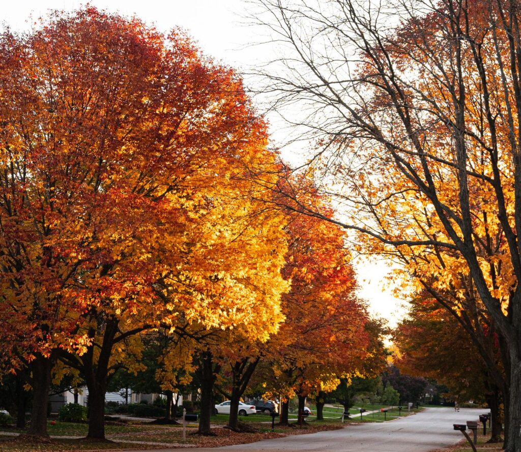 A tree-lined residential street in autumn