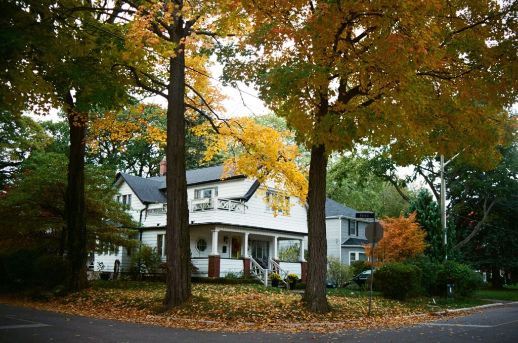 A large mature oak tree beside a suburban home in early autumn