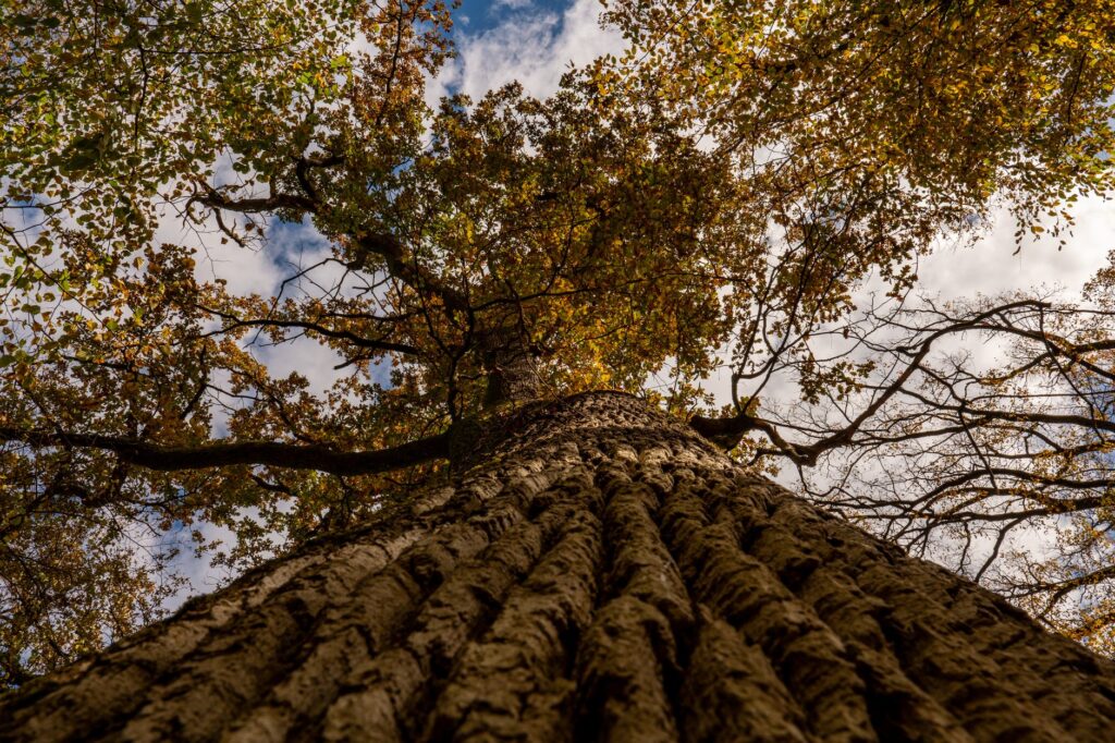 Homeowner examining a backyard oak tree in autumn