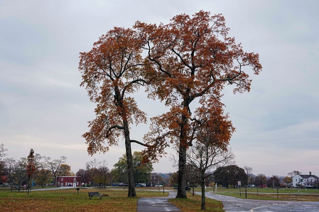 Colorful fall foliage on trees along a Middletown street